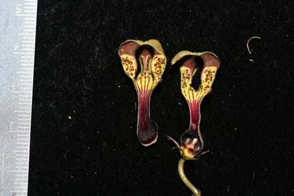 西藏发现植物新种吉隆吊灯花 知乎