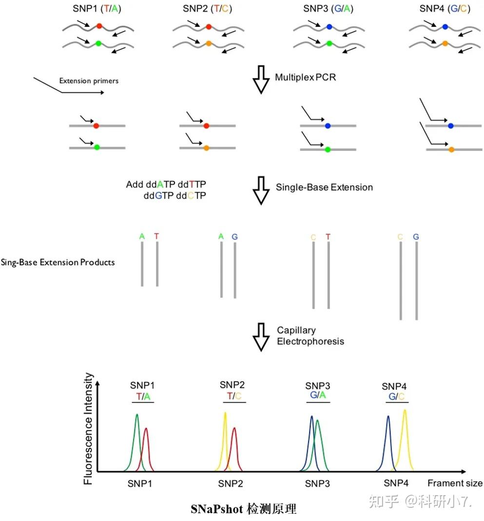 基因组遗传变异研究——SNP检测方法|生信发文利器 - 知乎