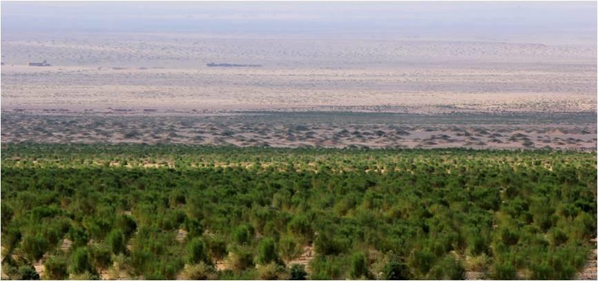 植树节,种植改变世界-梭梭树 - 知乎