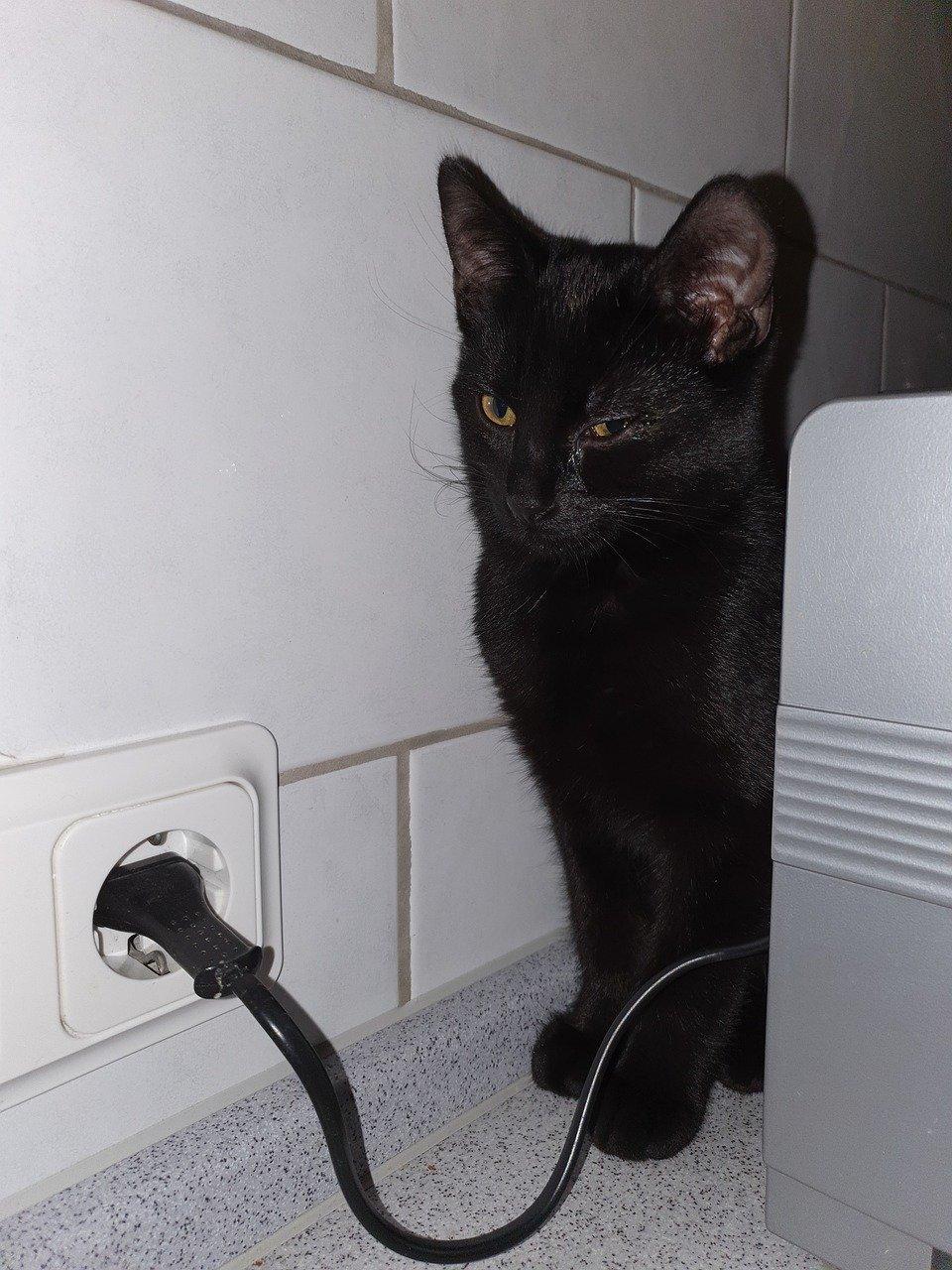 电线金貂有什么好处