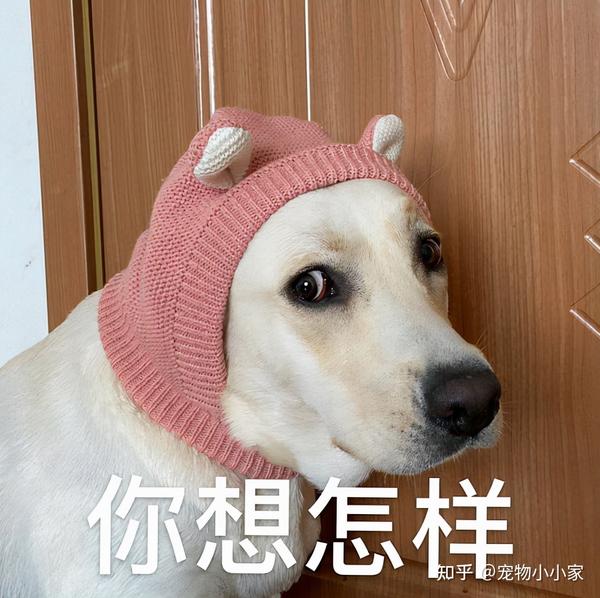 狗狗犯错后有这几个行为,那是向你“服软”了 - 知乎