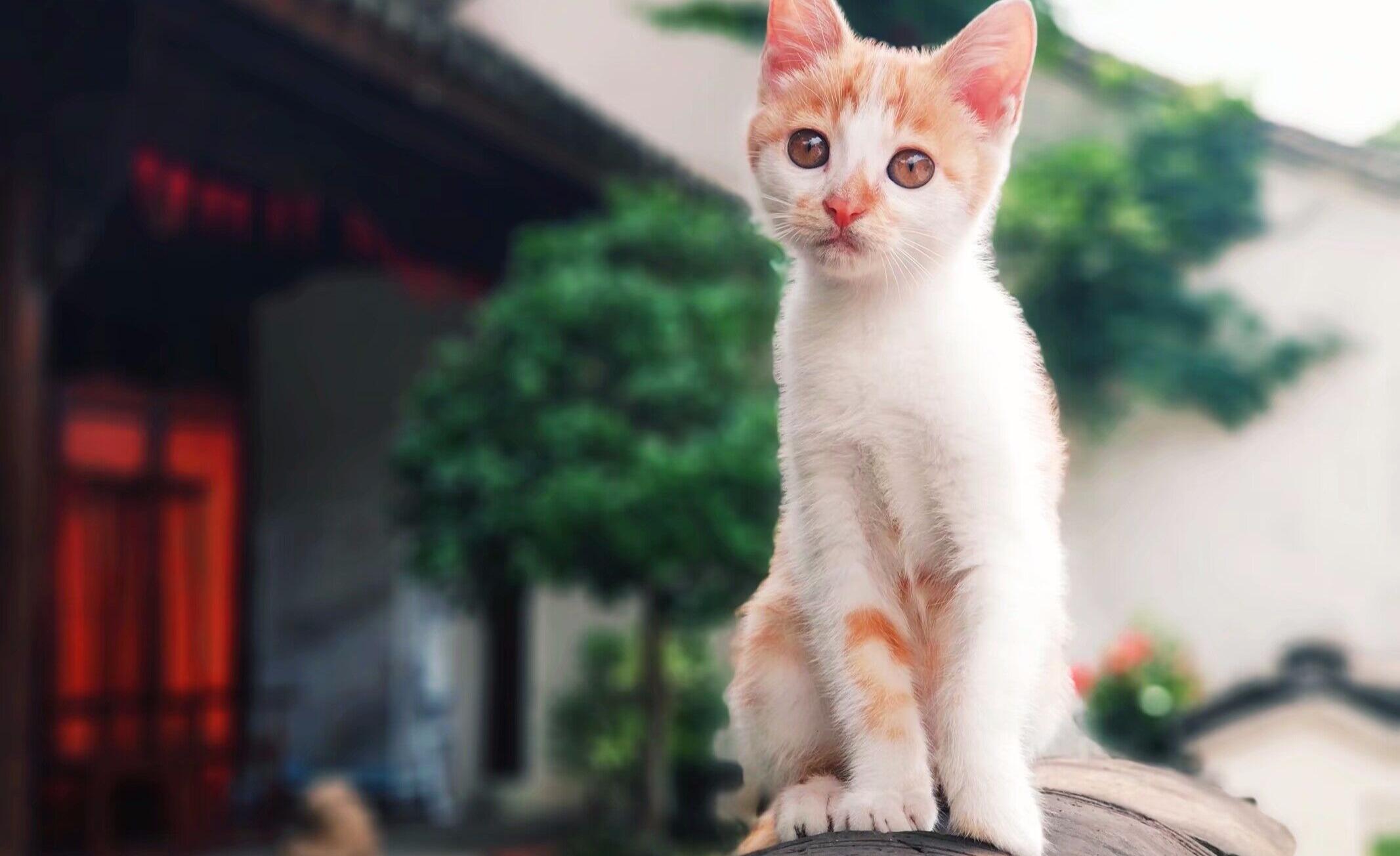 v2-675f7c74aadac3b9a2513b3b8762ae0c.jpg