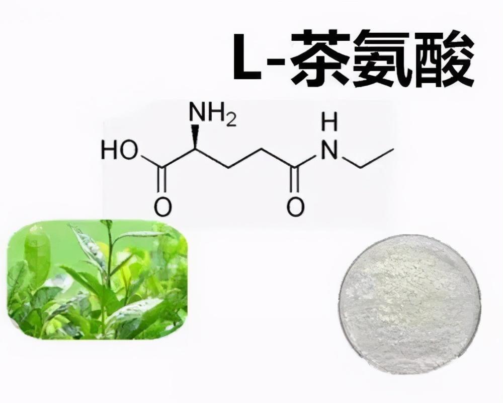 茶知识茶叶中的镇定剂茶氨酸的特点与作用