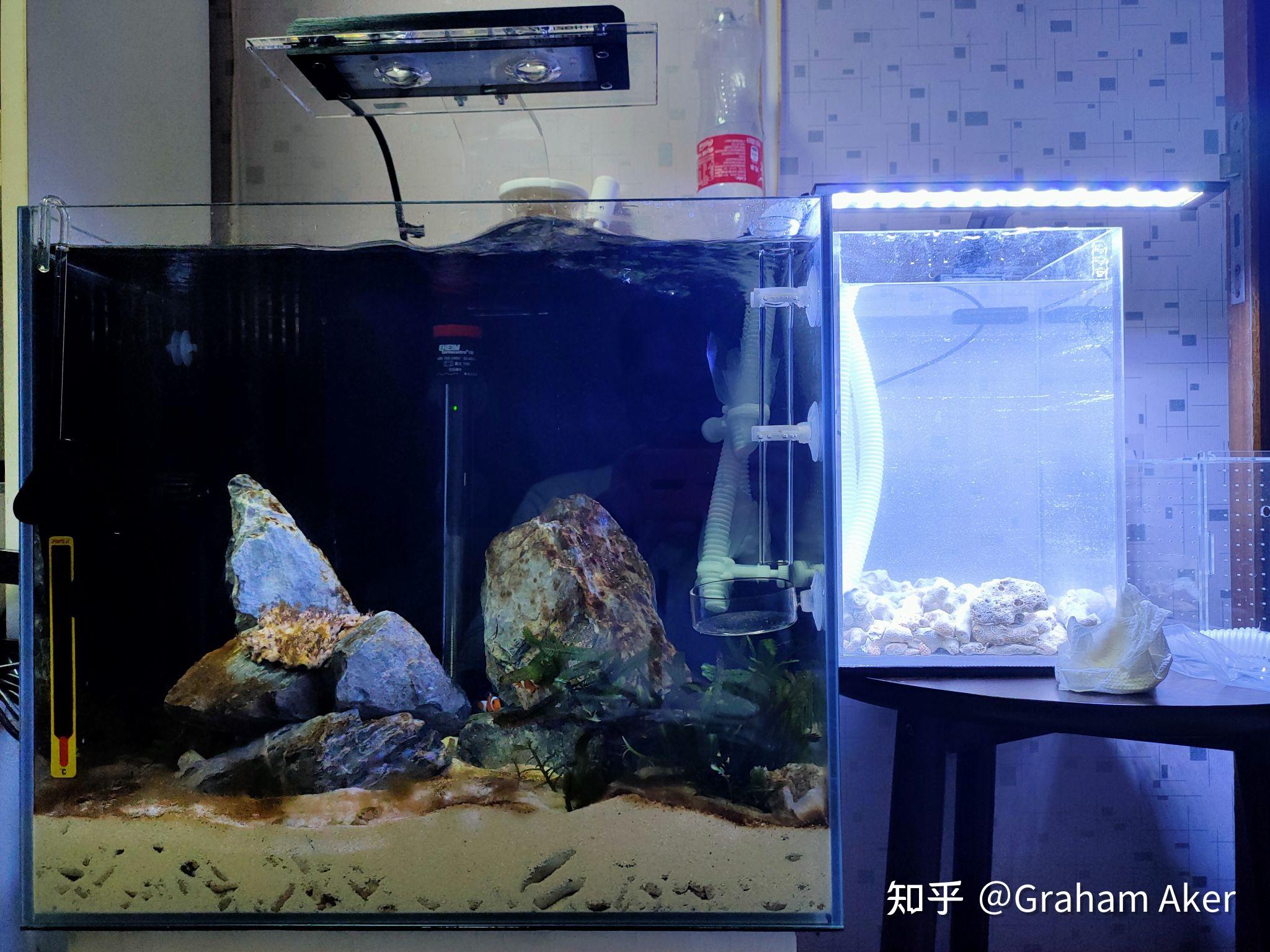 动物过温过水后放入主缸,将大羽毛藻和葡萄藻移至藻缸,并移除白化部分