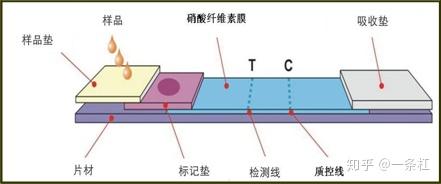 hiv测试纸是什么原理_幸福是什么图片