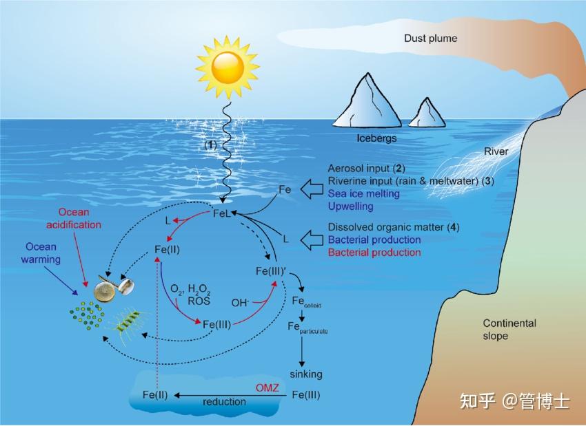 浮游植物生理学与全球气候有什么关系 - 知乎