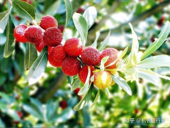 食补的秘密-杨梅 - 知乎