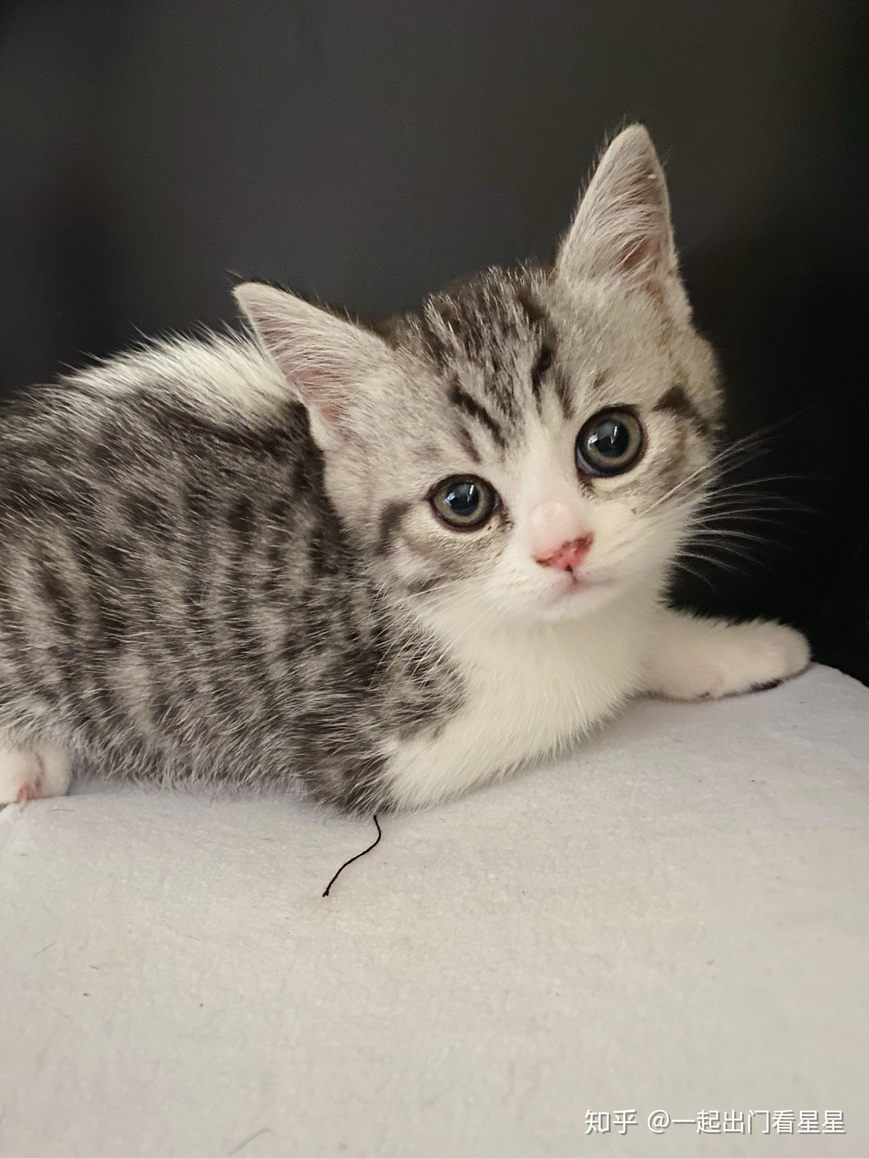 英短蓝白姐姐和银渐层弟弟会配出什么样的猫咪呢