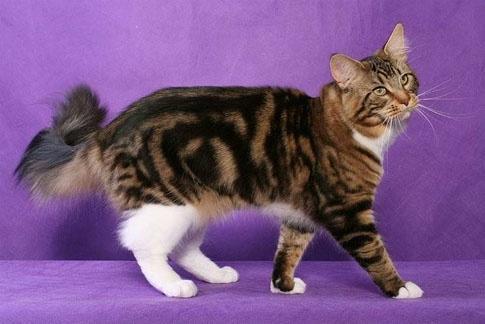 五彩斑斓之喵星人:猫咪花色有哪些? - 知乎