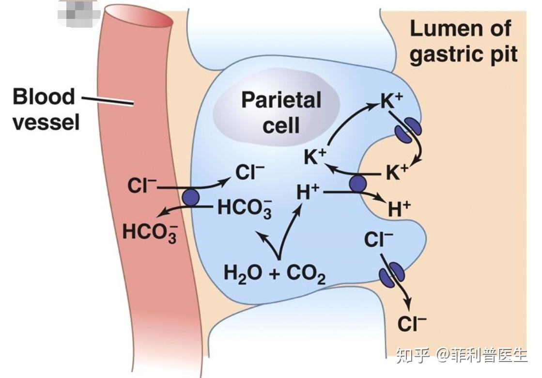 胃酸为什么是盐酸而不是硝酸