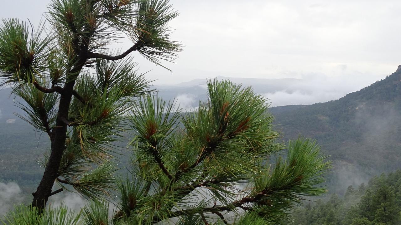 2. 樟子松占比揭秘