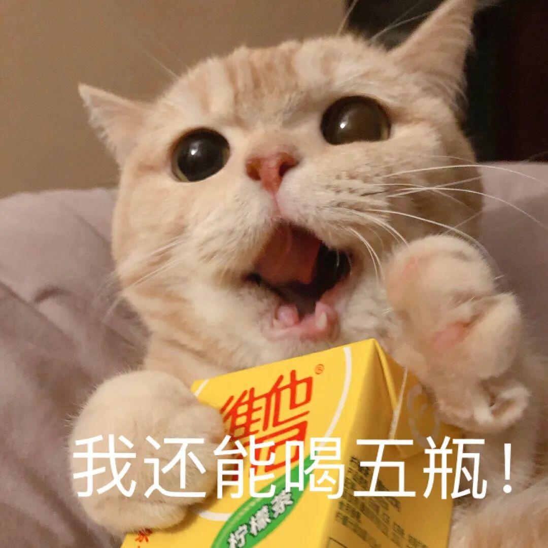 有没有猫抱着饮料的头像