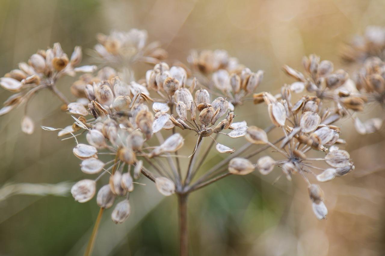 有什么植物很奇妙
