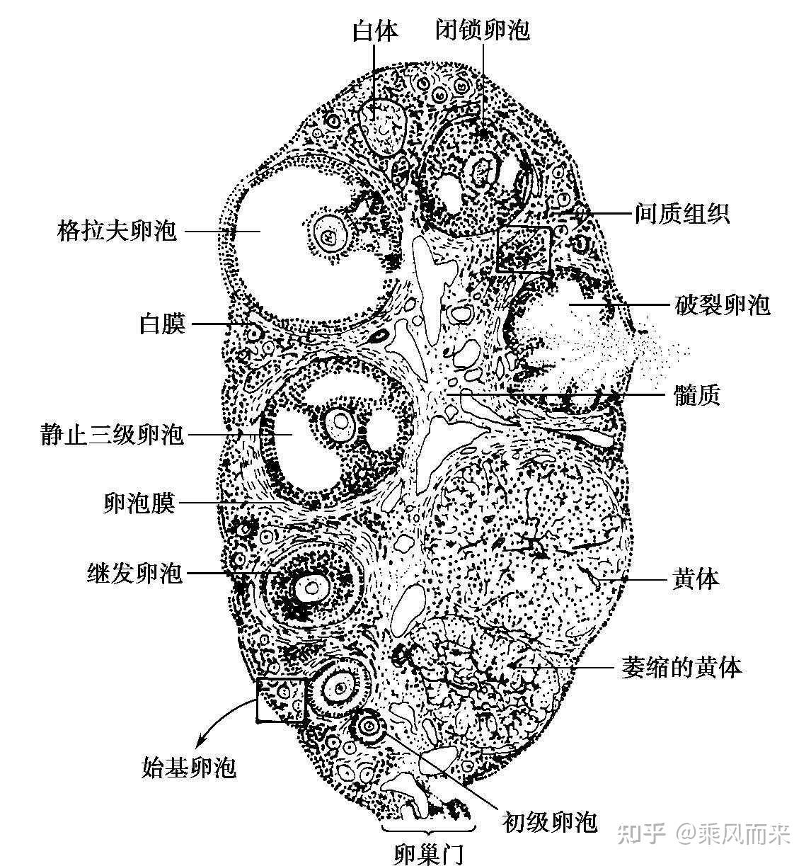 卵巢剖面结构图 囊状卵泡结构示意图 女性一生中的卵泡只减不增如 