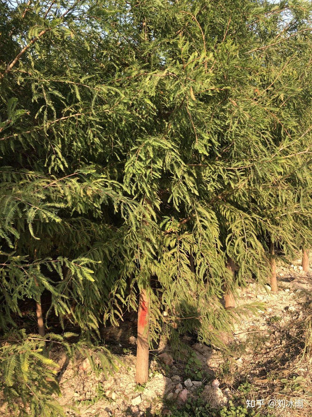 松树,柏树和杉树的区别? - 知乎