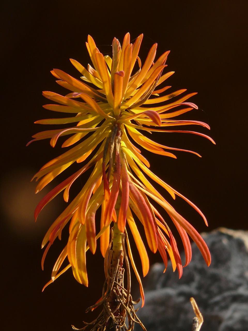 6. 菊花市场最高价