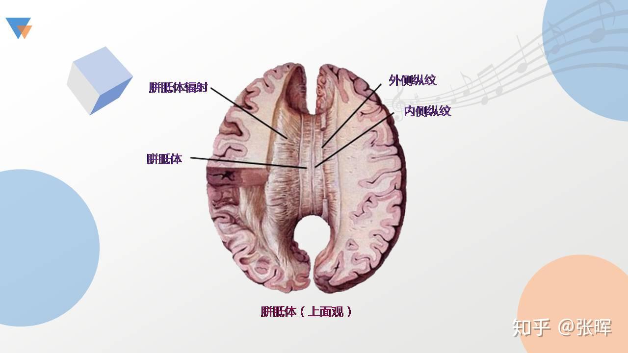 大脑镰和大脑纵裂图片
