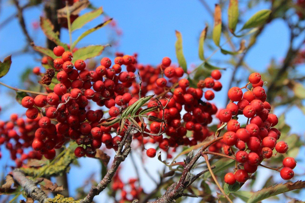 2. 基础营养肥料