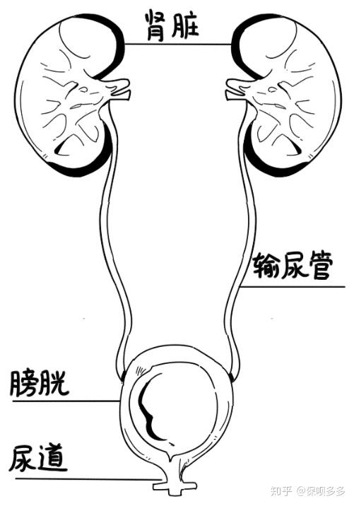 我们人体的泌尿系统