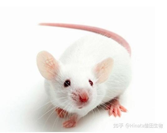 Balb/c, C57, 傻傻分不清楚？一文厘清实验小鼠 - 知乎