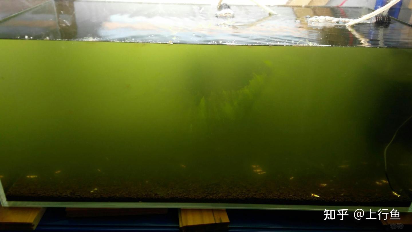 鱼缸水变绿怎么办