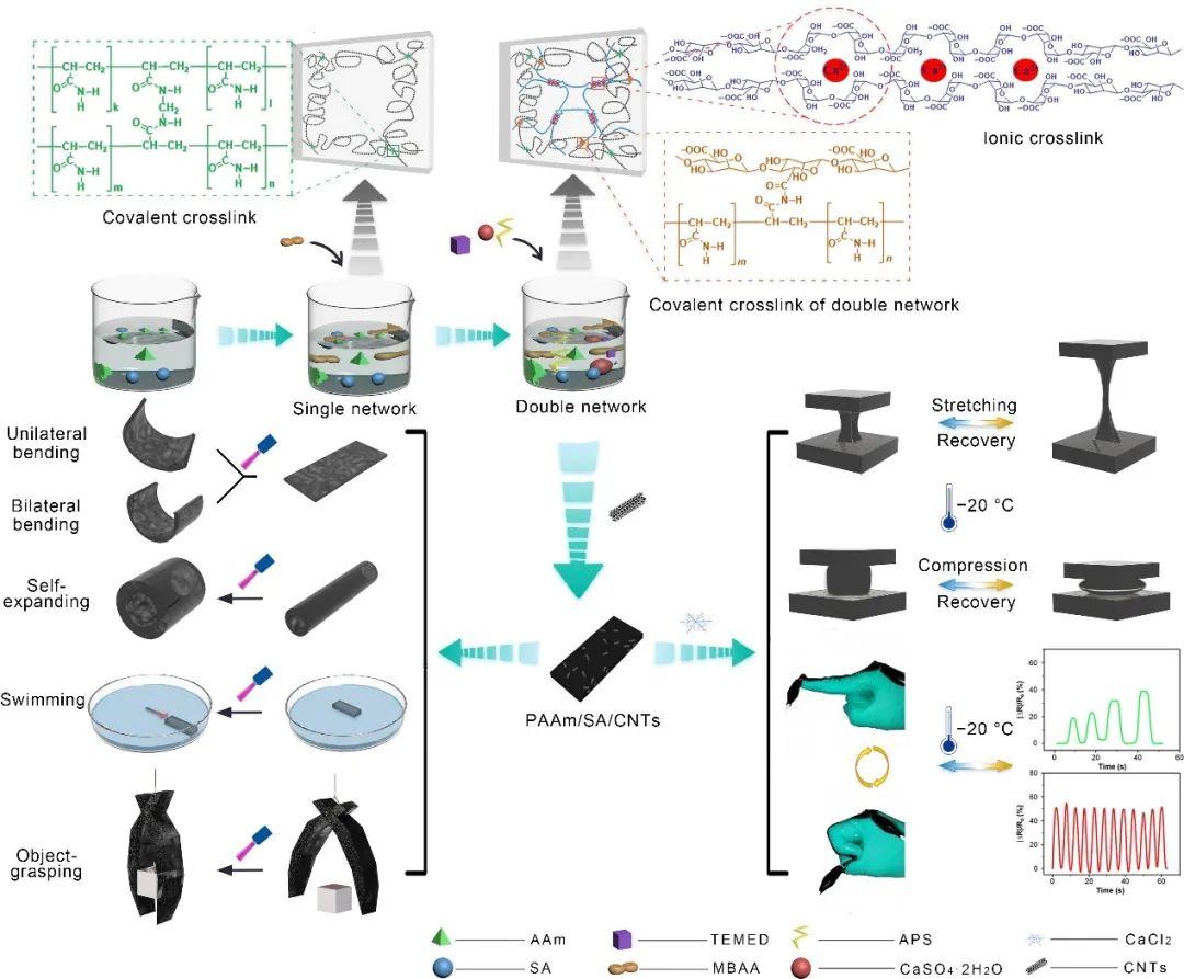 福州大学杨黄浩教授和哈佛医学院Yu Shrike Zhang教授：功能化双网络水凝胶，用于远程驱动和低温应变传感 知乎