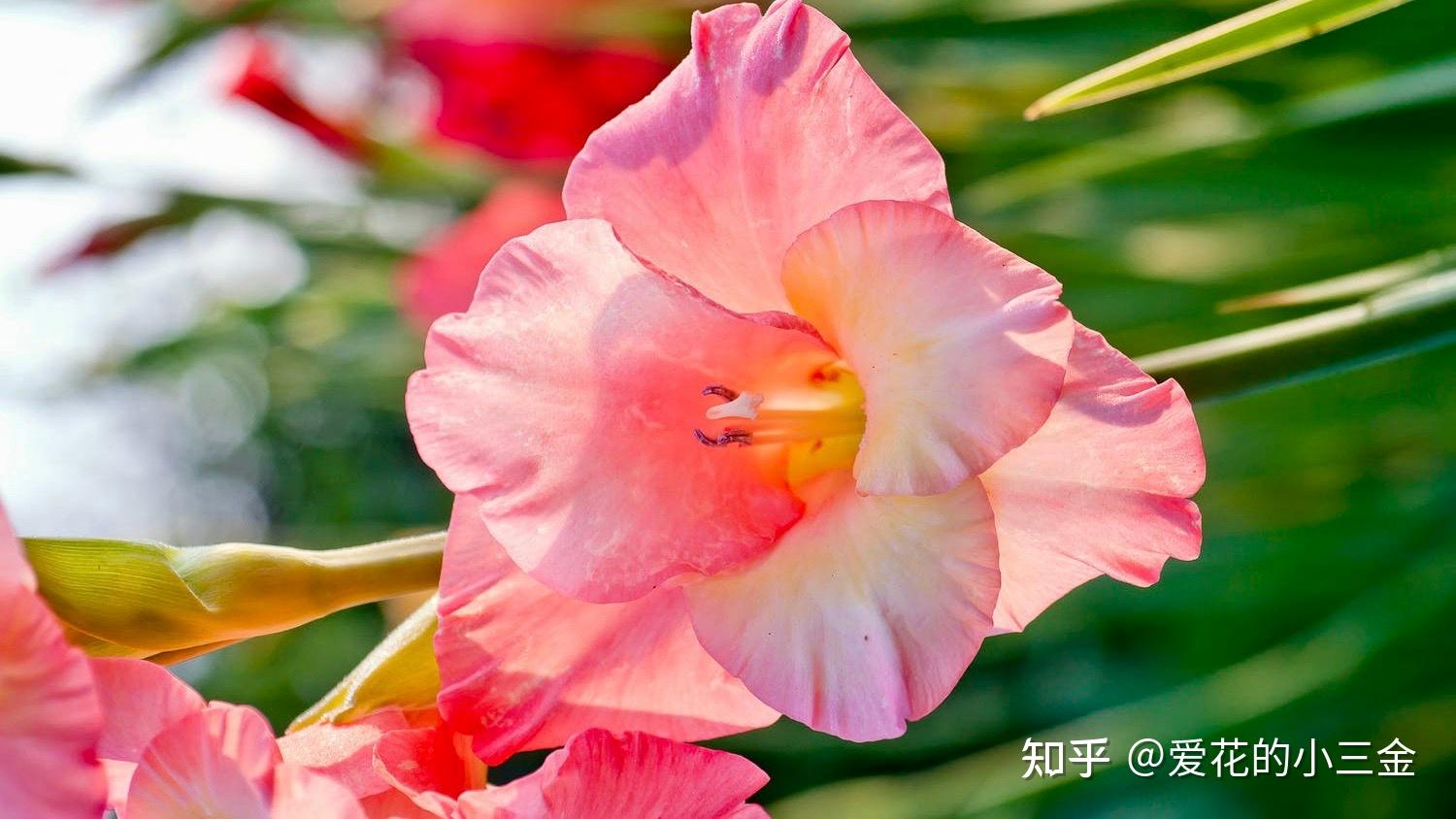 七月会开的花花(9):剑兰,世界四大切花之魁 - 知乎