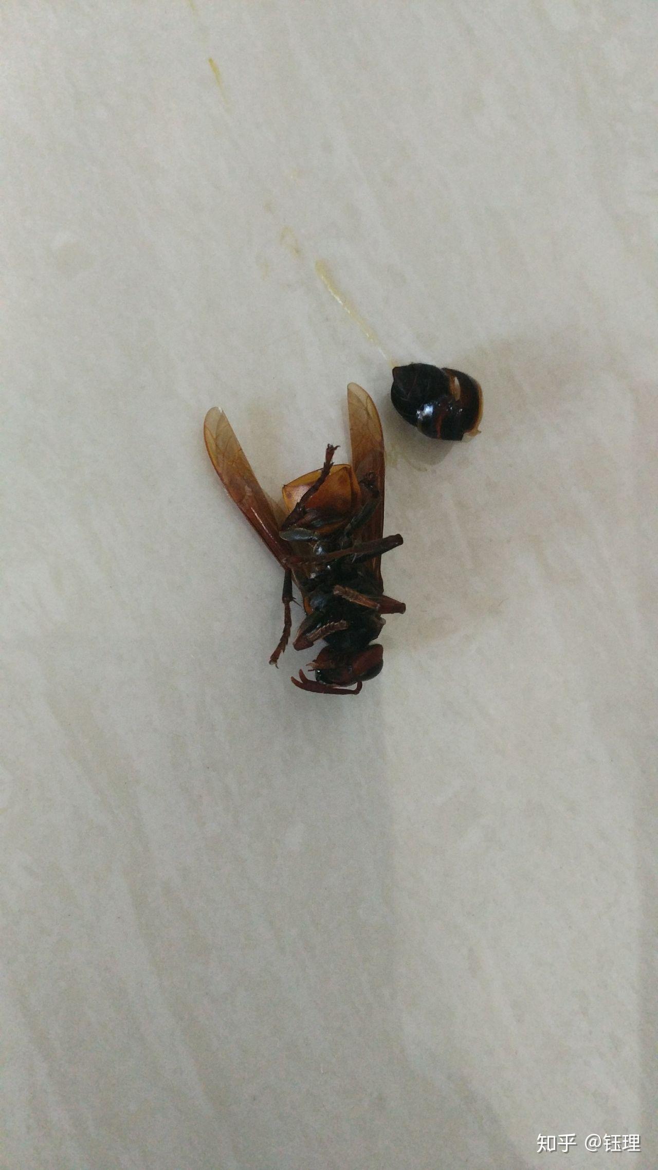 被马蜂蛰求判断这是什么蜂