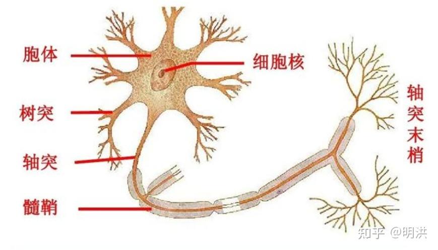 胞体树突轴突图片