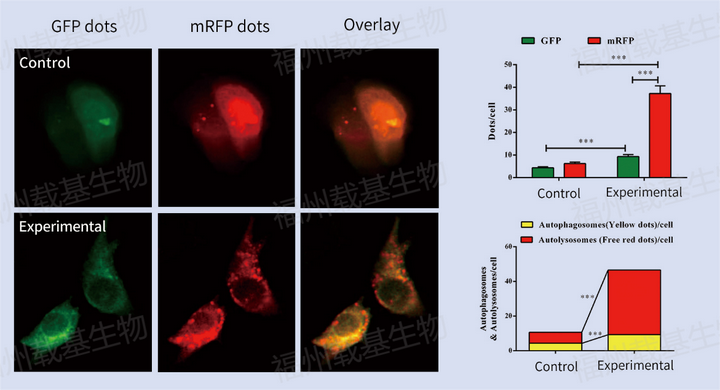 细胞自噬检测方法丨自噬LC3双标腺病毒 - 知乎