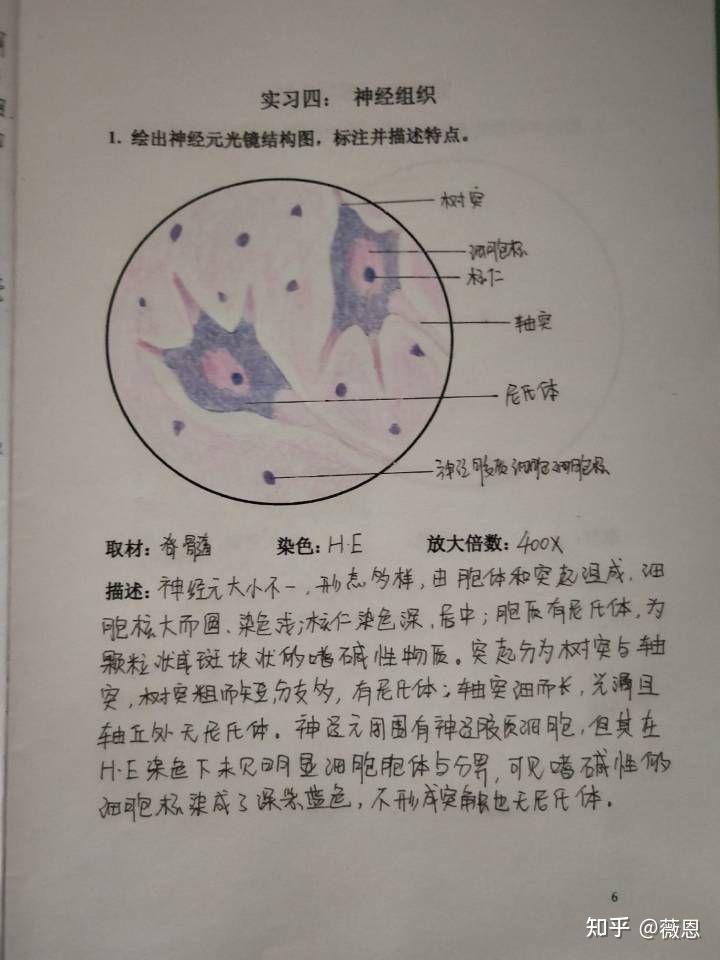 神经细胞分离装片绘图图片