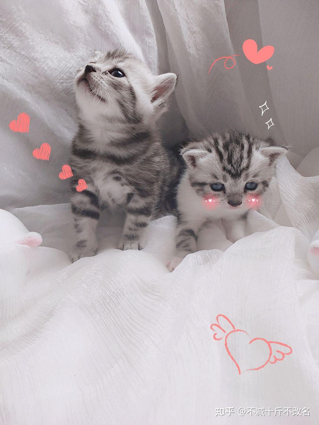 美短虎斑猫加白标斑起司猫有偿领养猫弟弟