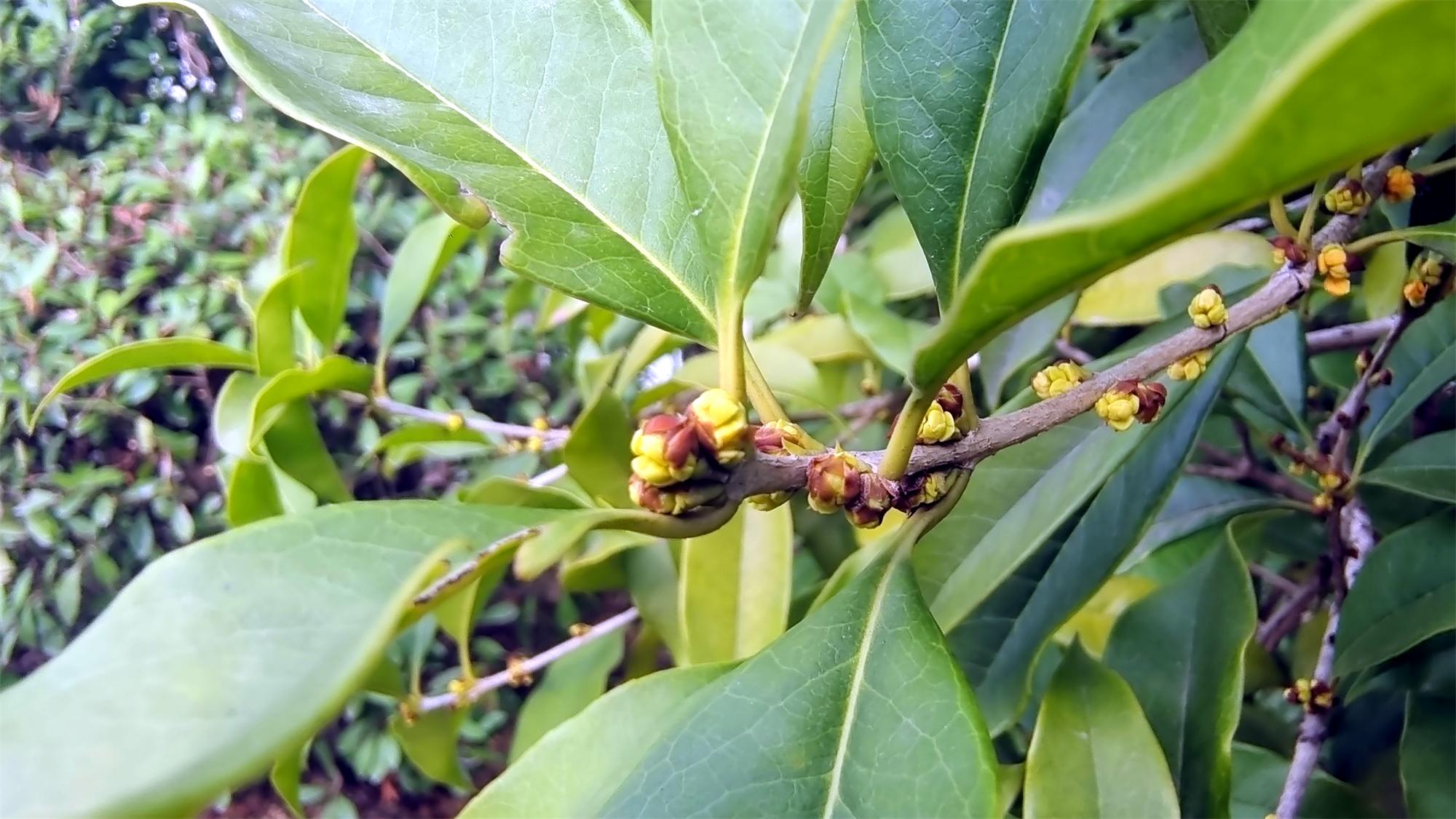 桂花花骨朵儿图片