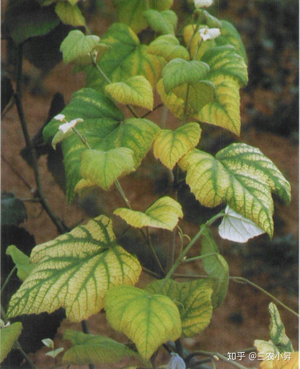 农作物缺素诊断口诀图文详解简单好记值得收藏