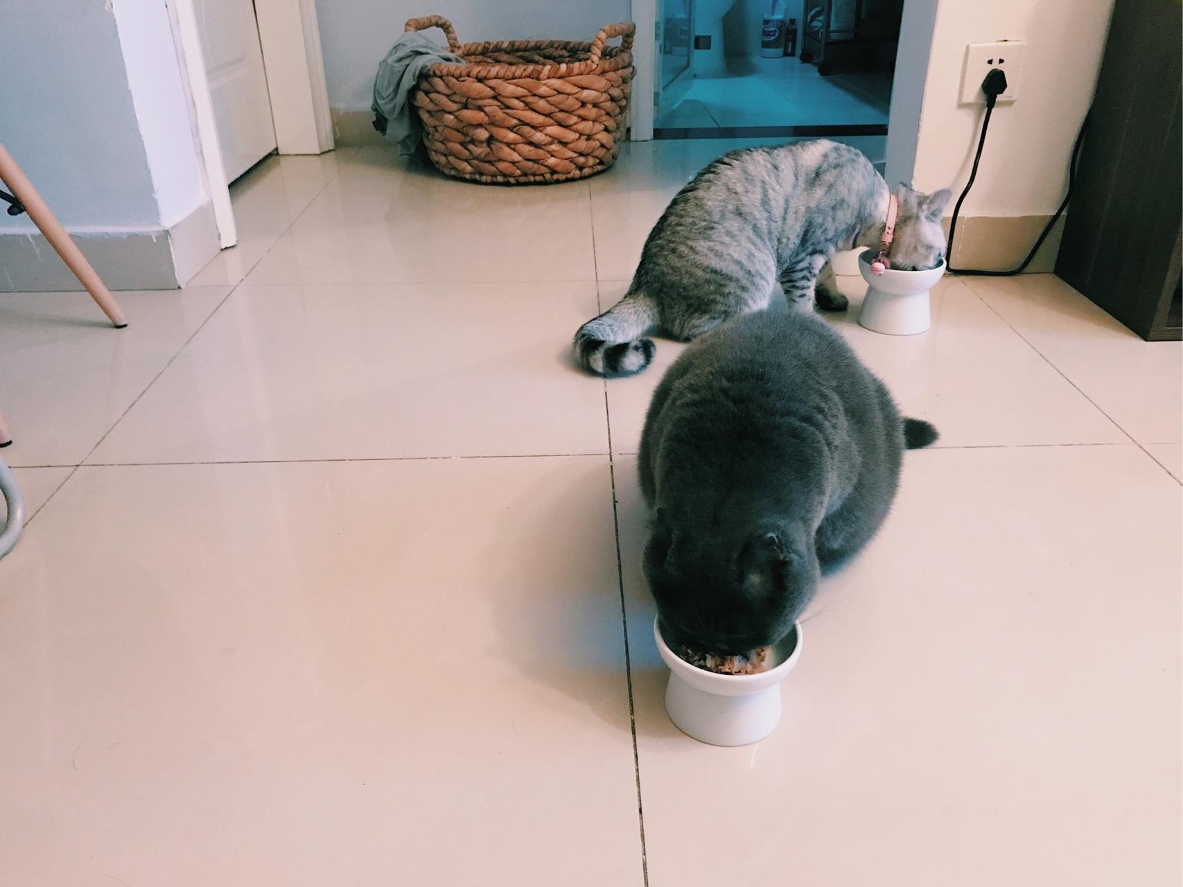 两只猫同一天抱回 整天打架 怎么办?