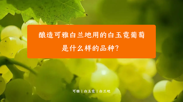酿造可雅白兰地用的白玉霓葡萄，是什么样的品种？ - 知乎
