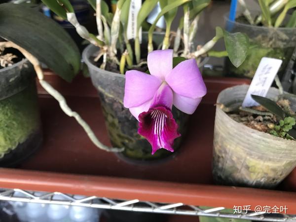 关于hadrolaelia的一些随笔