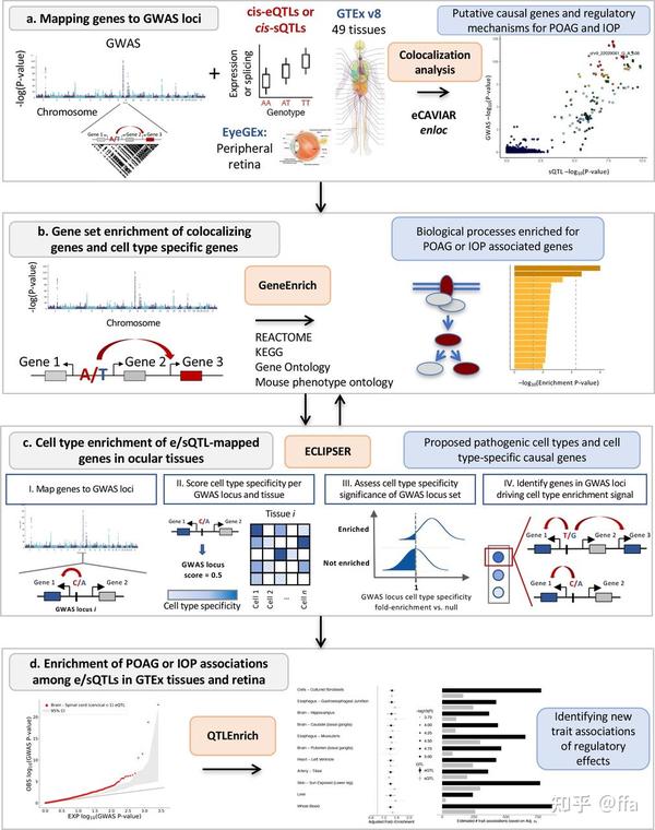 Gwas 4 gwas scrna 