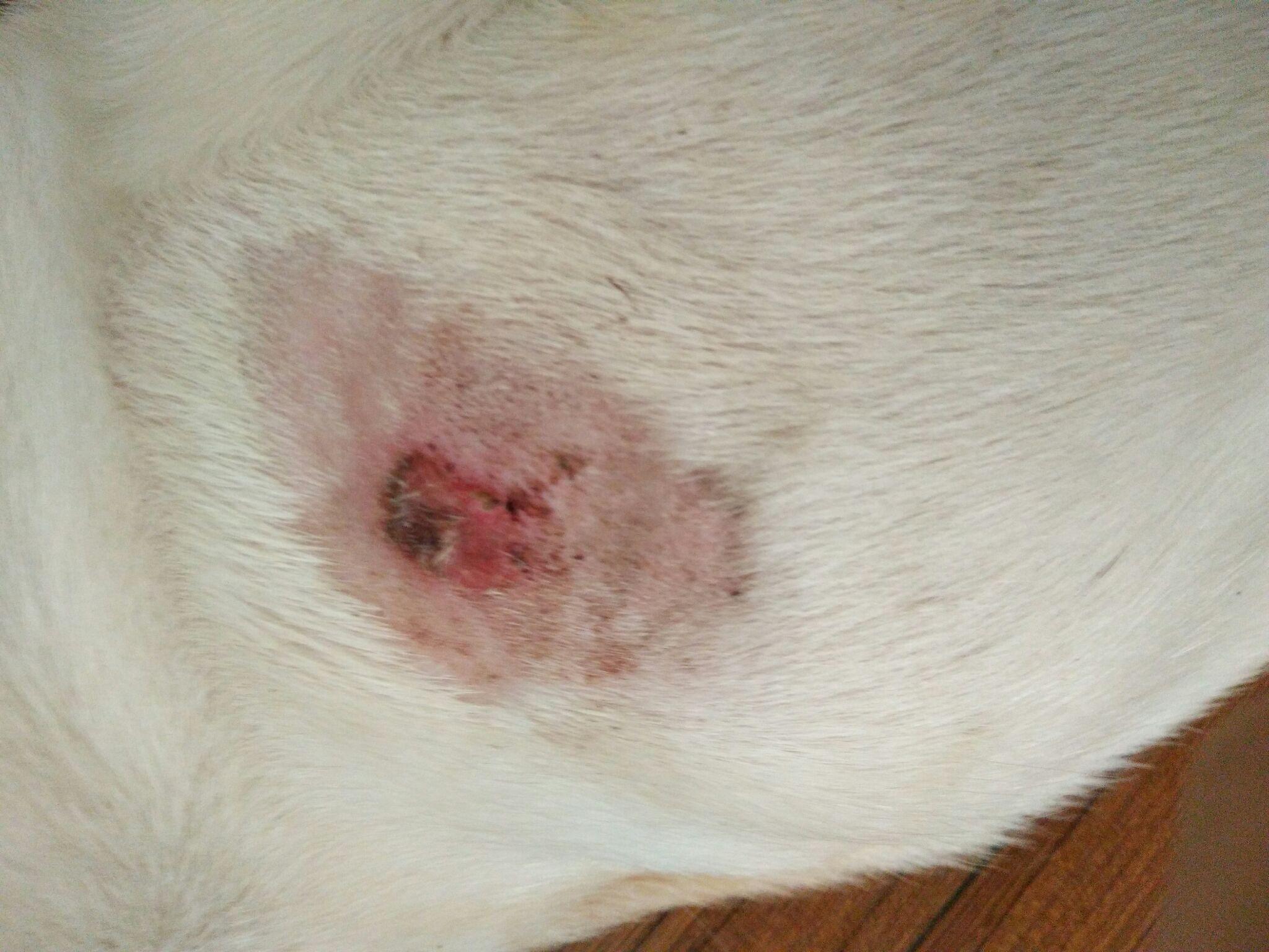 狗狗身上全是红斑是螨虫吗