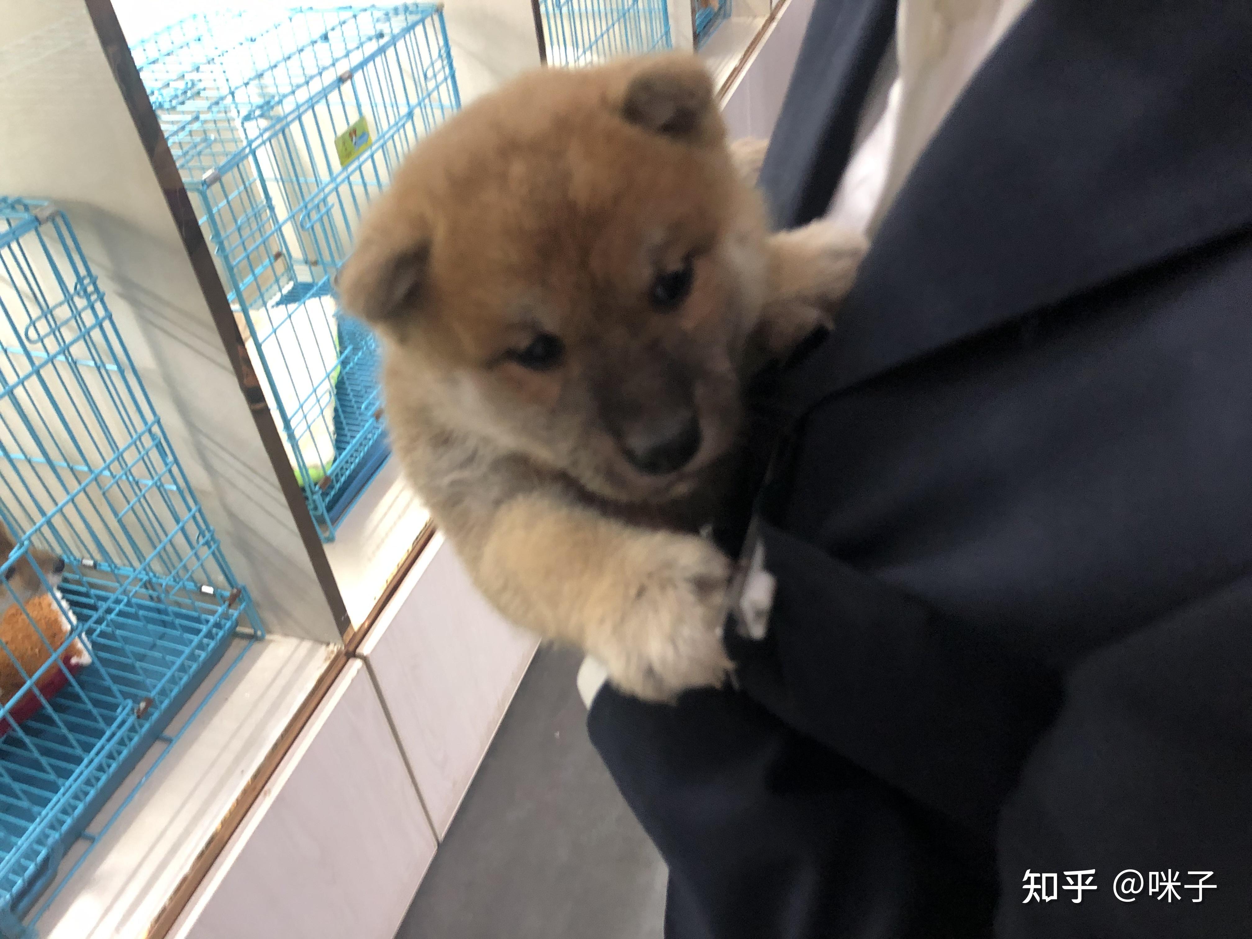 柴犬2500这个 是串串吗?