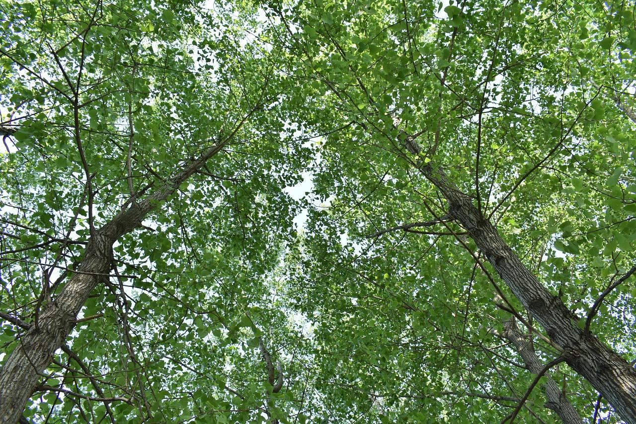 蚂蚁树叶的故事