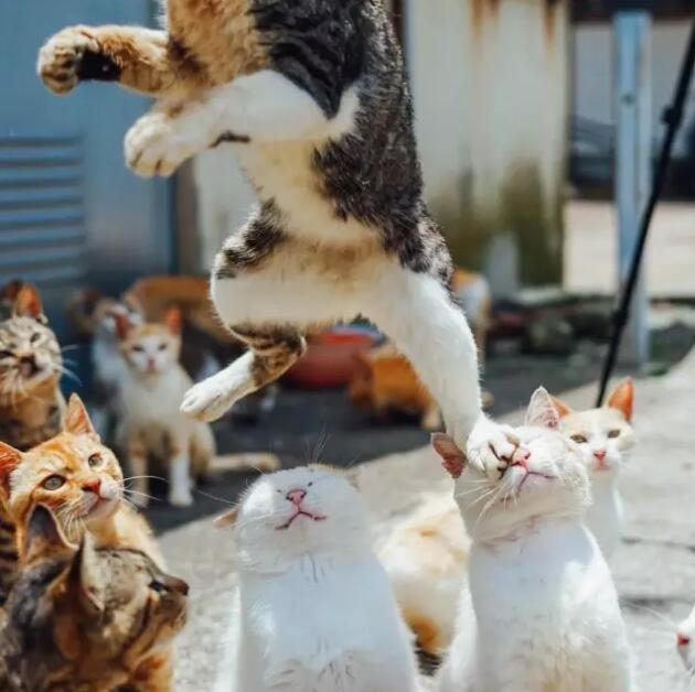 猫是群居性动物么? - 知乎