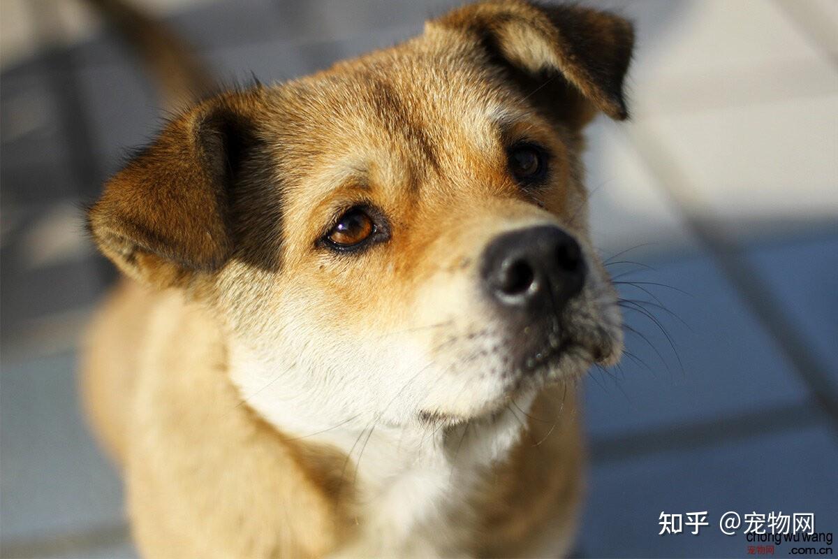 宠物狗图片大全小狗狗高清图片欣赏- 知乎