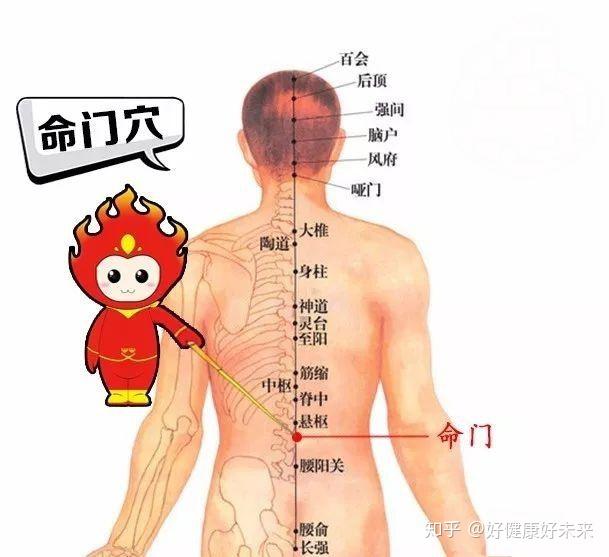 本穴因其位处腰背的正中部位,内连脊骨,故艾灸命门穴可强肾固本,温肾