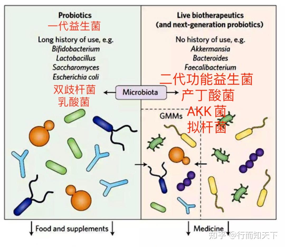 一文读懂益生菌、益生元、合生元和后生元! - 知乎