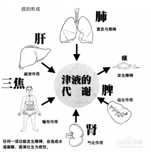 水液代谢示意图图片