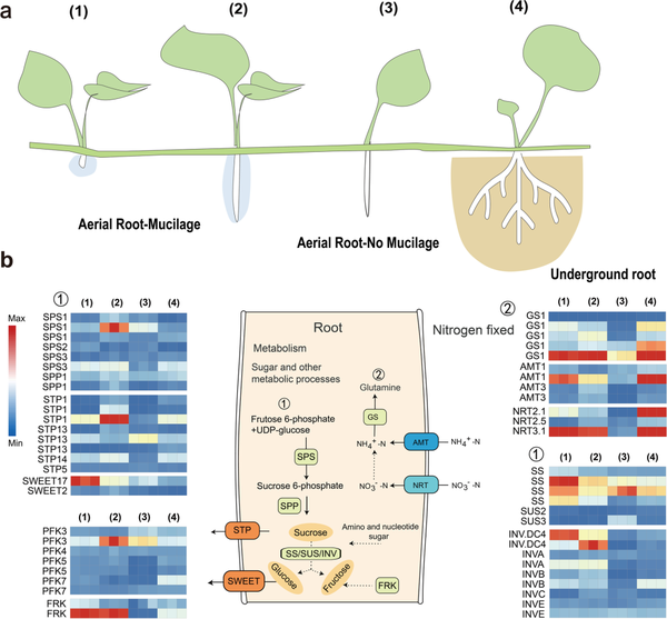 Microbiome | 中科院/农科院/浙大解析微生物介导的植物气生根黏液固氮功能及稳态维持机制 - 知乎