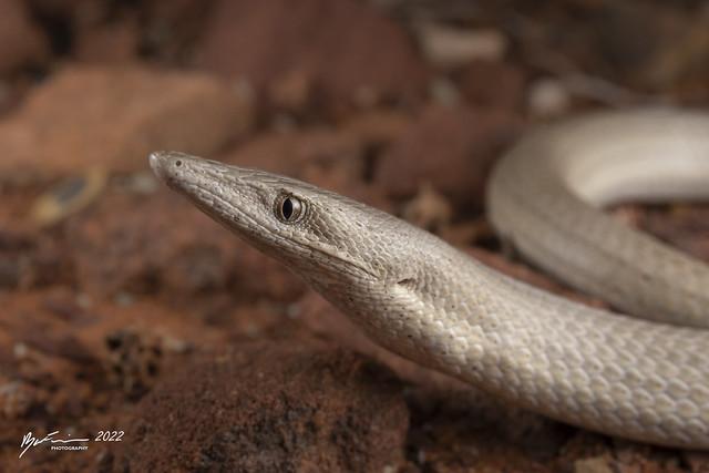 所有蛇一个祖先吗，现在也有腿退化快没的蜥蜴，是不是有数种蜥蜴趋同成进化类蛇型类?