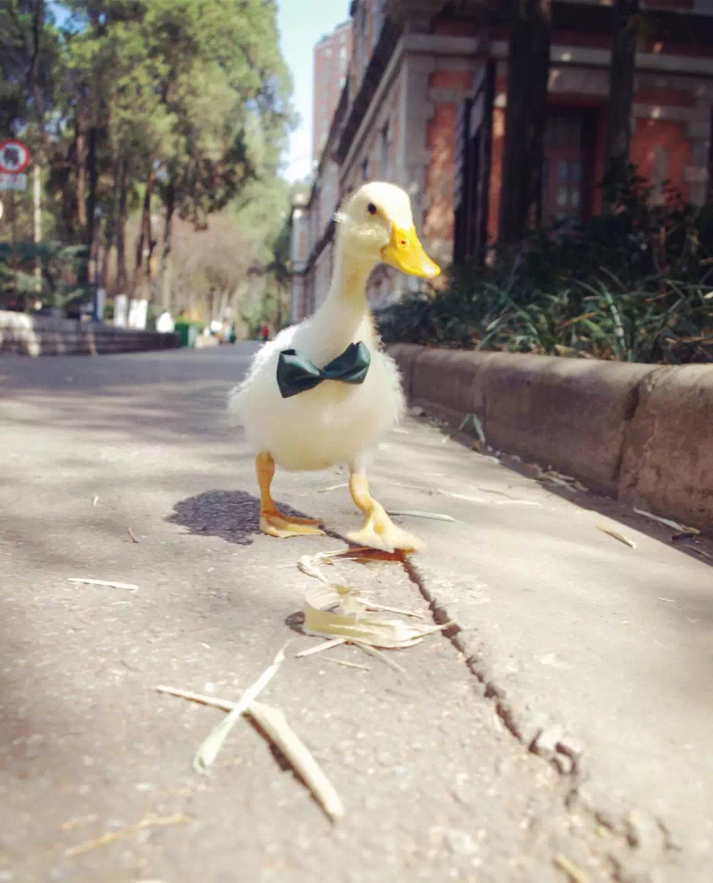 养宠物鹅是种怎样的体验?