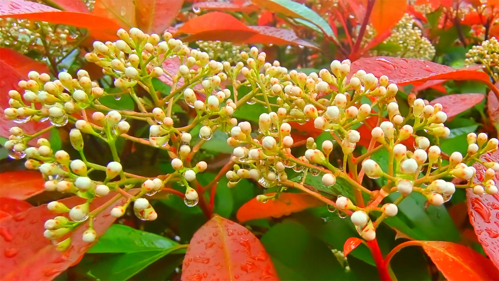 为什么有些地方非要种石楠花作为观赏植物? - 知乎